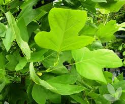 Attēlu rezultāti vaicājumam “Liriodendron tulipifera leaf”