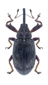 Attēlu rezultāti vaicājumam “Anthonomus pomorum”