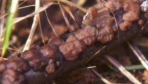 Attēlu rezultāti vaicājumam “Exidia repanda”