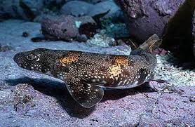 Image result for Haploblepharus edwardsii