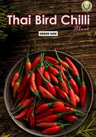 Afbeeldingsresultaat voor thai bird pepper hot pepper