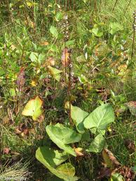 Attēlu rezultāti vaicājumam “Ligularia sibirica”