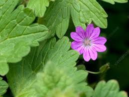 Attēlu rezultāti vaicājumam “Geranium pyrenaicum leaf”
