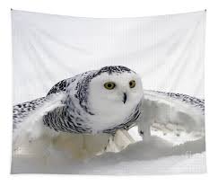 Image result for Bubo scandiacus