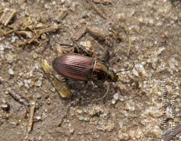 Attēlu rezultāti vaicājumam “Poecilus versicolor”