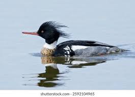 Attēlu rezultāti vaicājumam “Mergus serrator”