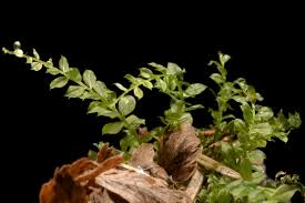 Attēlu rezultāti vaicājumam “Plagiomnium medium”