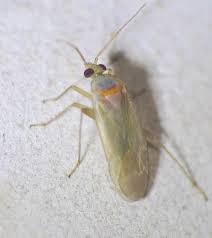 Attēlu rezultāti vaicājumam “Miridae”