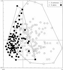 Attēlu rezultāti vaicājumam “Saussurea esthonica flower”