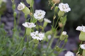 Attēlu rezultāti vaicājumam “Silene chlorantha”