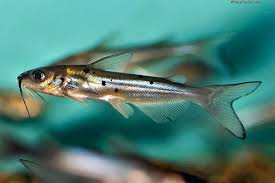Image result for Ictalurus punctatus
