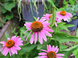 Attēlu rezultāti vaicājumam “Echinacea purpurea leaf”
