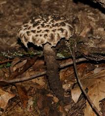 Attēlu rezultāti vaicājumam “Strobilomyces strobilaceus”