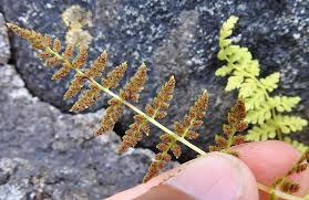 Attēlu rezultāti vaicājumam “Serpoleskea subtilis”