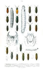 Attēlu rezultāti vaicājumam “Anostirus castaneus”