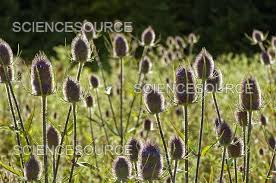 Attēlu rezultāti vaicājumam “Dipsacus fullonum”