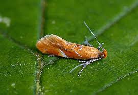 Attēlu rezultāti vaicājumam “Epicallima formosella”