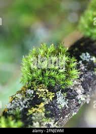 Attēlu rezultāti vaicājumam “Orthotrichum speciosum”