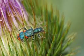 Attēlu rezultāti vaicājumam “Anogcodes melanurus”