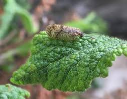 Attēlu rezultāti vaicājumam “Hemerobius perelegans”