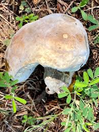 Attēlu rezultāti vaicājumam “Hypomyces chrysospermus”