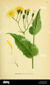 Attēlu rezultāti vaicājumam “Crepis paludosa leaf”