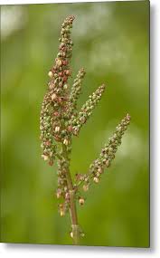 Attēlu rezultāti vaicājumam “Rumex acetosa”