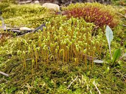 Attēlu rezultāti vaicājumam “Hygrohypnum luridum sporophyte”