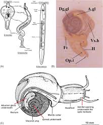 Image result for Buccinum undatum