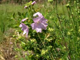 Attēlu rezultāti vaicājumam “Malva moschata flower”