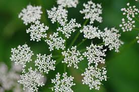 Attēlu rezultāti vaicājumam “Aegopodium podagraria”