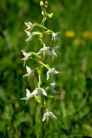 Attēlu rezultāti vaicājumam “Platanthera bifolia flower”