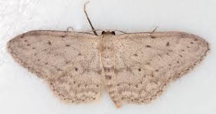 Attēlu rezultāti vaicājumam “Idaea seriata”