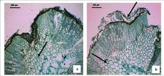 Attēlu rezultāti vaicājumam “Ocimum basilicum leaf”