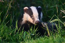 Attēlu rezultāti vaicājumam “Meles meles adult”