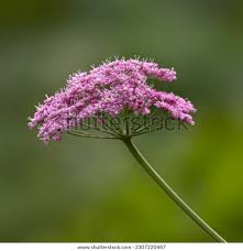 Image result for Pimpinella major