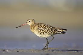 Attēlu rezultāti vaicājumam “Limosa lapponica”