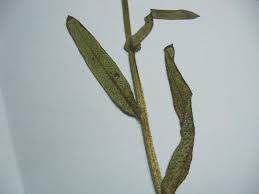 Attēlu rezultāti vaicājumam “Stemonaria irregularis young”