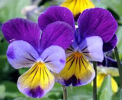 Attēlu rezultāti vaicājumam “Viola tricolor”
