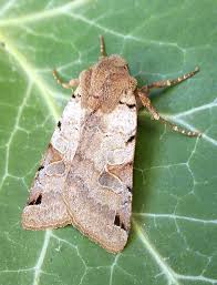 Attēlu rezultāti vaicājumam “Agrochola litura”