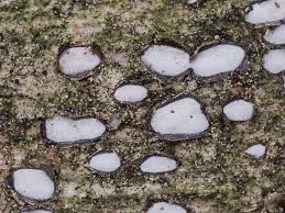 Attēlu rezultāti vaicājumam “Propolis farinosa”