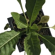 Attēlu rezultāti vaicājumam “Oenothera biennis leaf”