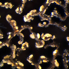 Attēlu rezultāti vaicājumam “Hyphodiscus hymeniophilus”