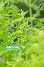 Attēlu rezultāti vaicājumam “Lycopus europaeus”