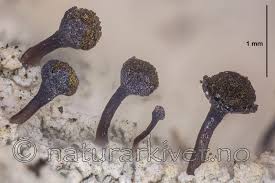 Attēlu rezultāti vaicājumam “Chaenotheca ferruginea”