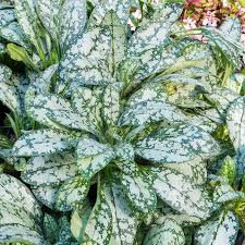 Image result for Pulmonaria Silverado