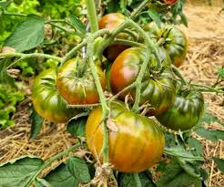 Afbeeldingsresultaat voor marizol purple tomato