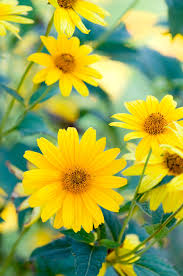 Attēlu rezultāti vaicājumam “Helianthus tuberosus flower”