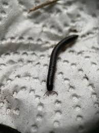 Attēlu rezultāti vaicājumam “Ommatoiulus sabulosus aimatopodus”