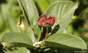 Attēlu rezultāti vaicājumam “Lonicera xylosteum bud”
